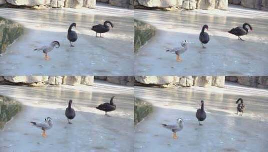 黑天鹅斑头雁鸭子在冰面上高清在线视频素材下载