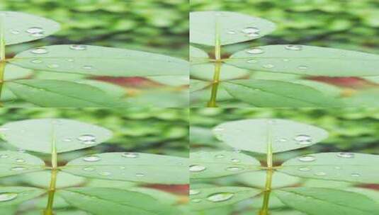 雨天叶子上的露水微距水滴4k超清高清在线视频素材下载