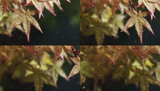 风雨中飘摇的枫树叶子写意视频高清在线视频素材下载