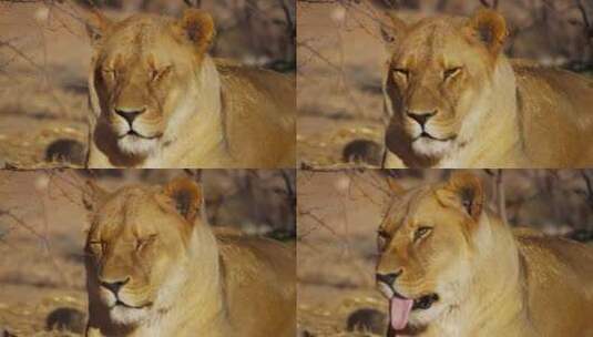 狮子打哈欠的画像高清在线视频素材下载