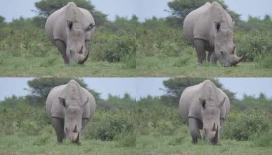 犀牛在野外吃草高清在线视频素材下载