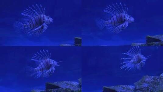在蓝色的水中游泳的狮子鱼高清在线视频素材下载