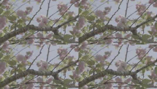 春天桃花景色高清在线视频素材下载