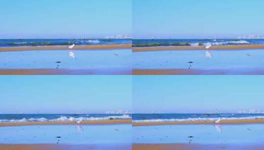 河北秦皇岛海边沙滩自然风光与海鸥慢镜头高清在线视频素材下载