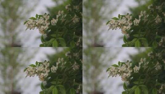 月季花特写高清在线视频素材下载