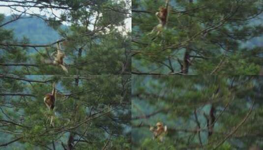 小金丝猴独自在树上跳跃高清在线视频素材下载