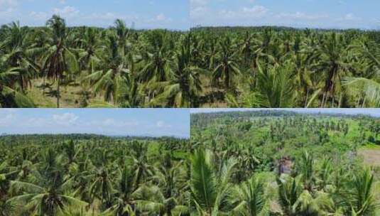 东南亚棕榈树航拍高清在线视频素材下载