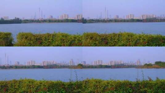广州海珠湖公园风景与珠江新城摩天大楼高清在线视频素材下载