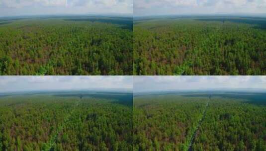 郁郁葱葱的原始森林高清在线视频素材下载