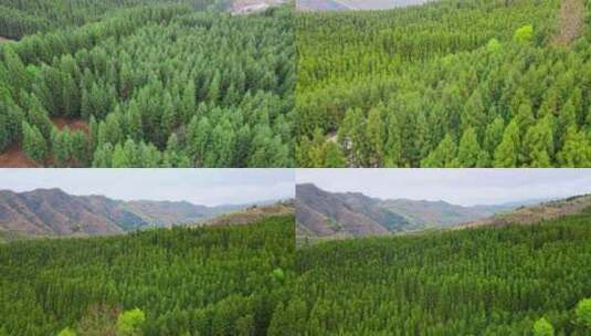 大山里的森林高清在线视频素材下载