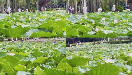 美丽的荷花高清在线视频素材下载