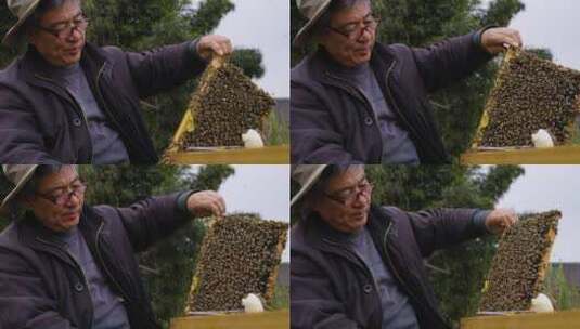 养蜂人在养蜂场忙碌饲养蜜蜂高清在线视频素材下载