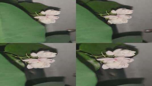 好一朵美丽的茉莉花，茉莉花开放竖屏高清在线视频素材下载