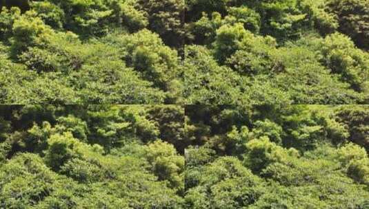 航拍夏天的森林高清在线视频素材下载