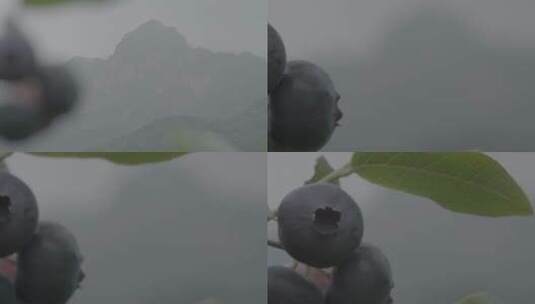 生长在大山里的蓝莓LOG高清在线视频素材下载