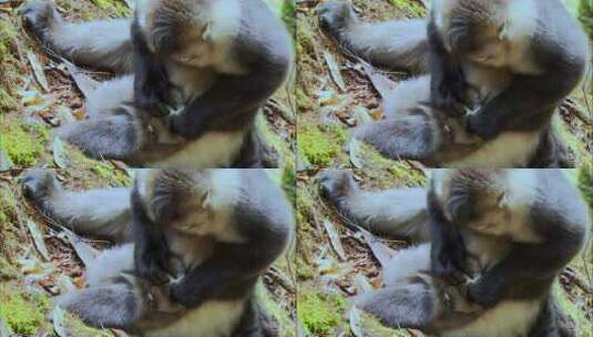 滇金丝猴相互梳理毛发2高清在线视频素材下载