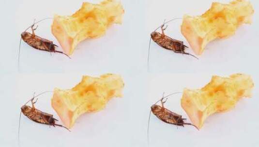 垂死的蟑螂在苹果核附近挣扎着最后一点力量高清在线视频素材下载