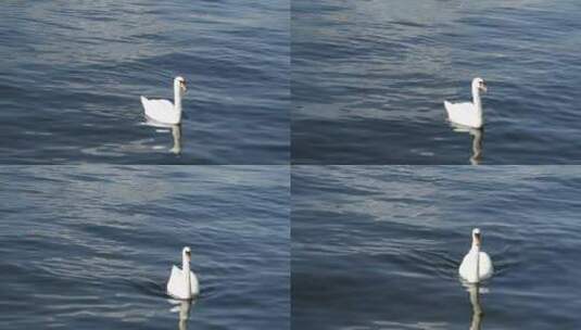 一群天鹅在湖里游泳高清在线视频素材下载