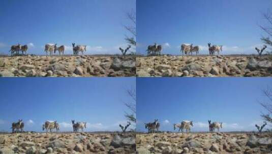 一群驴子在一片荒芜的土地上高清在线视频素材下载
