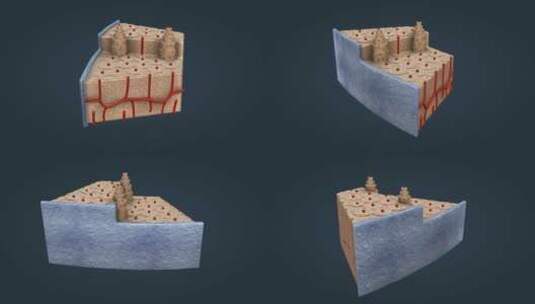 骨组织细胞骨膜骨单位哈弗氏管福耳克曼氏管高清在线视频素材下载