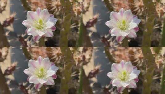 鹿角梅花朵高清在线视频素材下载