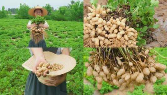 花生产地高清在线视频素材下载