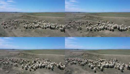 青海草原上奔跑的羊群高清在线视频素材下载