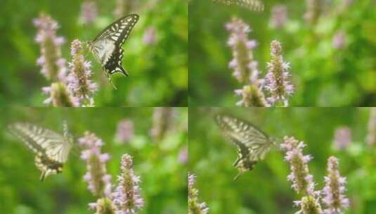 蝴蝶藿香花上采蜜飞舞慢镜头特写高清在线视频素材下载