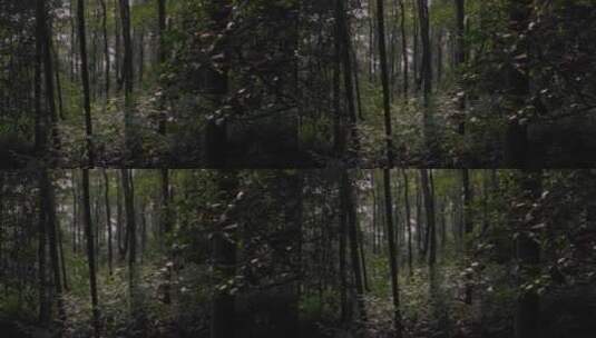 森林，树林实拍2高清在线视频素材下载