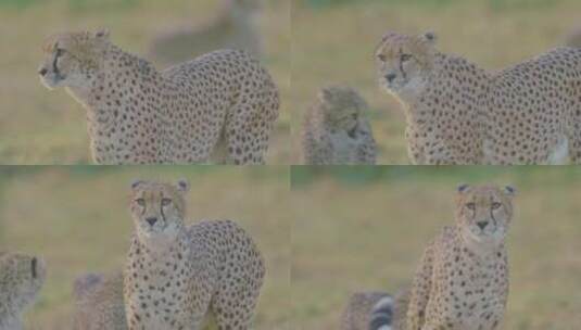 豹子在草原上行走镜头特写高清在线视频素材下载