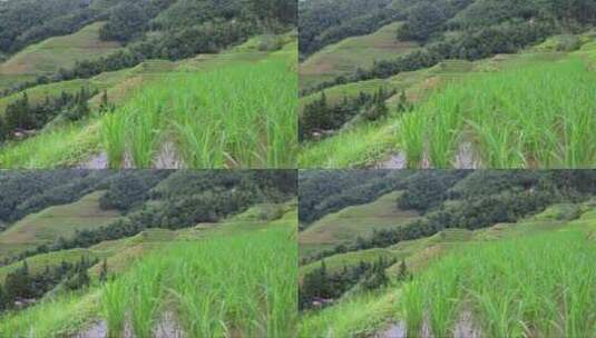 风景如画的稻田高清在线视频素材下载