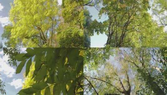 秋季树林高清在线视频素材下载