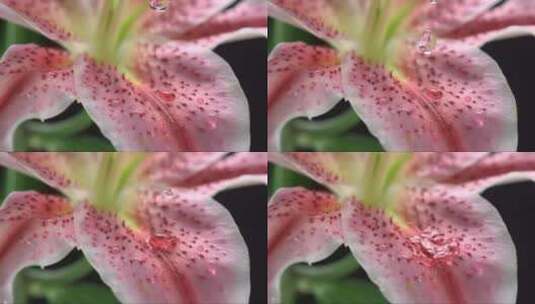 百合花瓣上的水珠高清在线视频素材下载