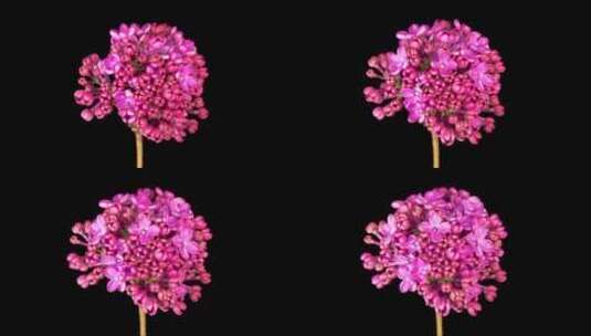 粉红色紫丁香在黑色背景上打开花瓣高清在线视频素材下载