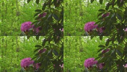 粉色美丽花朵杜鹃花高清在线视频素材下载