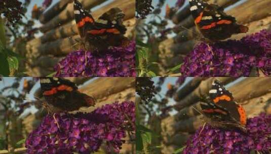花朵上的蝴蝶 (2)高清在线视频素材下载