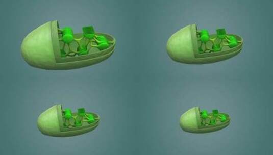 3D医学动画细胞动画 动物细胞 植物细胞高清在线视频素材下载