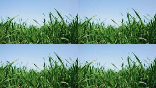 生长的小麦苗高清在线视频素材下载