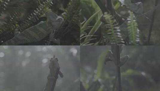 棚拍变色龙蜥蜴在热带雨林中爬行捕猎近景高清在线视频素材下载
