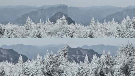 航拍湖北神农架原始森林群山冬季雪景雪松高清在线视频素材下载