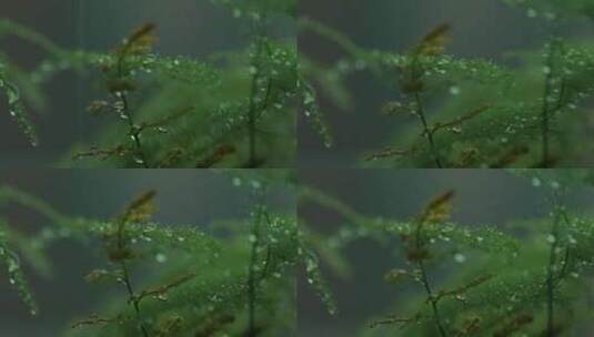雨中的植物特写高清在线视频素材下载
