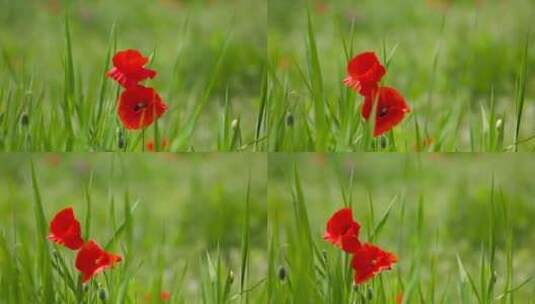 微风吹拂着草地上鲜艳的花朵高清在线视频素材下载