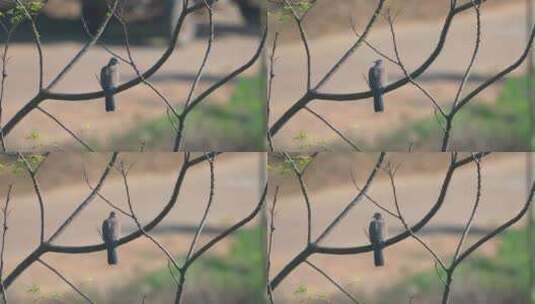 南方乡村苦楝树上的珠颈斑鸠高清在线视频素材下载