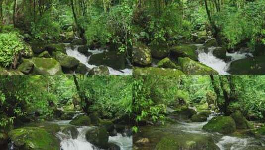 雨林中的小河高清在线视频素材下载