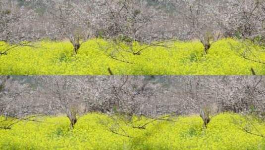 油菜花田里的白色梅花高清在线视频素材下载