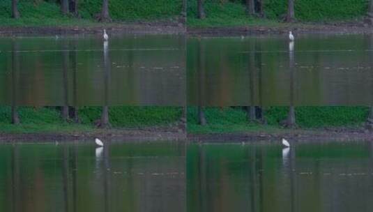 广州麓湖公园白鹭野生动物鸟类高清在线视频素材下载