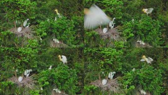 树林中的白鹭雏鸟高清在线视频素材下载