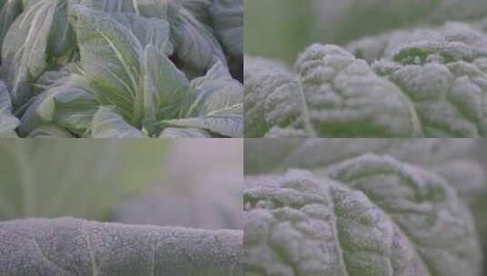 青菜叶上的霜高清在线视频素材下载