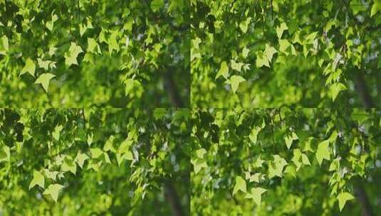 阳光绿叶清新树叶高清在线视频素材下载