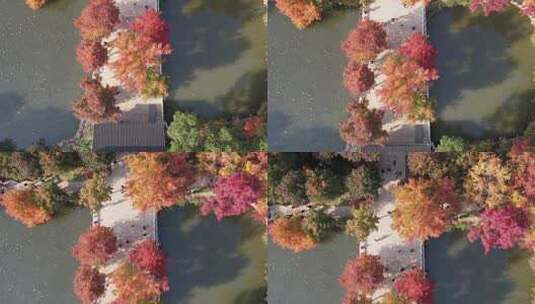 秋天枫叶枫树高清在线视频素材下载